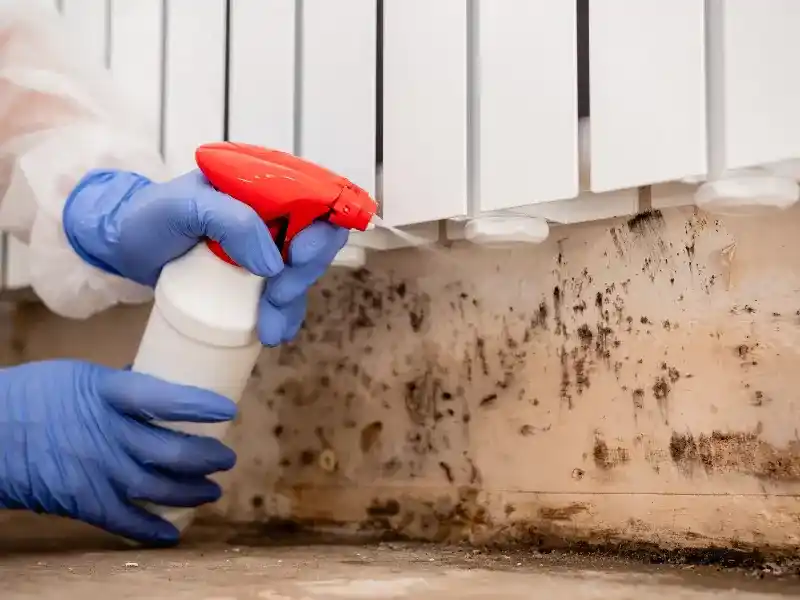Hands in blue gloves spraying cleaner on moldy wall under a white radiator. mold remediation services